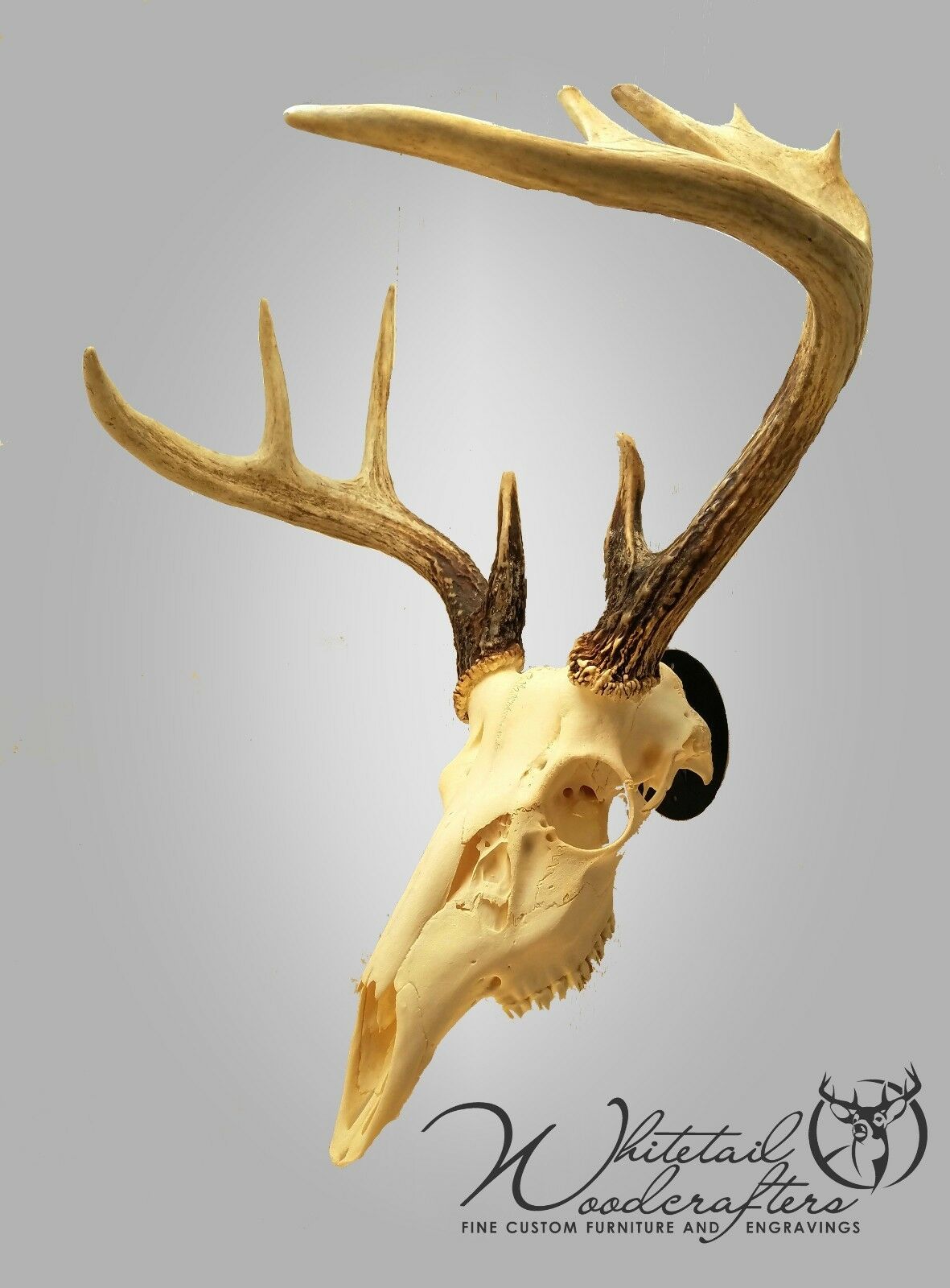 Metal European Mount Deer Skull Hanger Bracket Hook